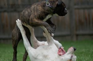 Dogs Playing